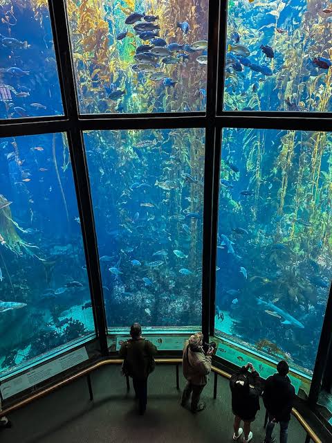 Monterey Bay Aquarium, a popular day trip destination north of Lucia Lodge
